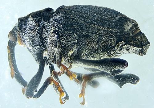 Réf. 336 870 : Parethelcus pollinarius